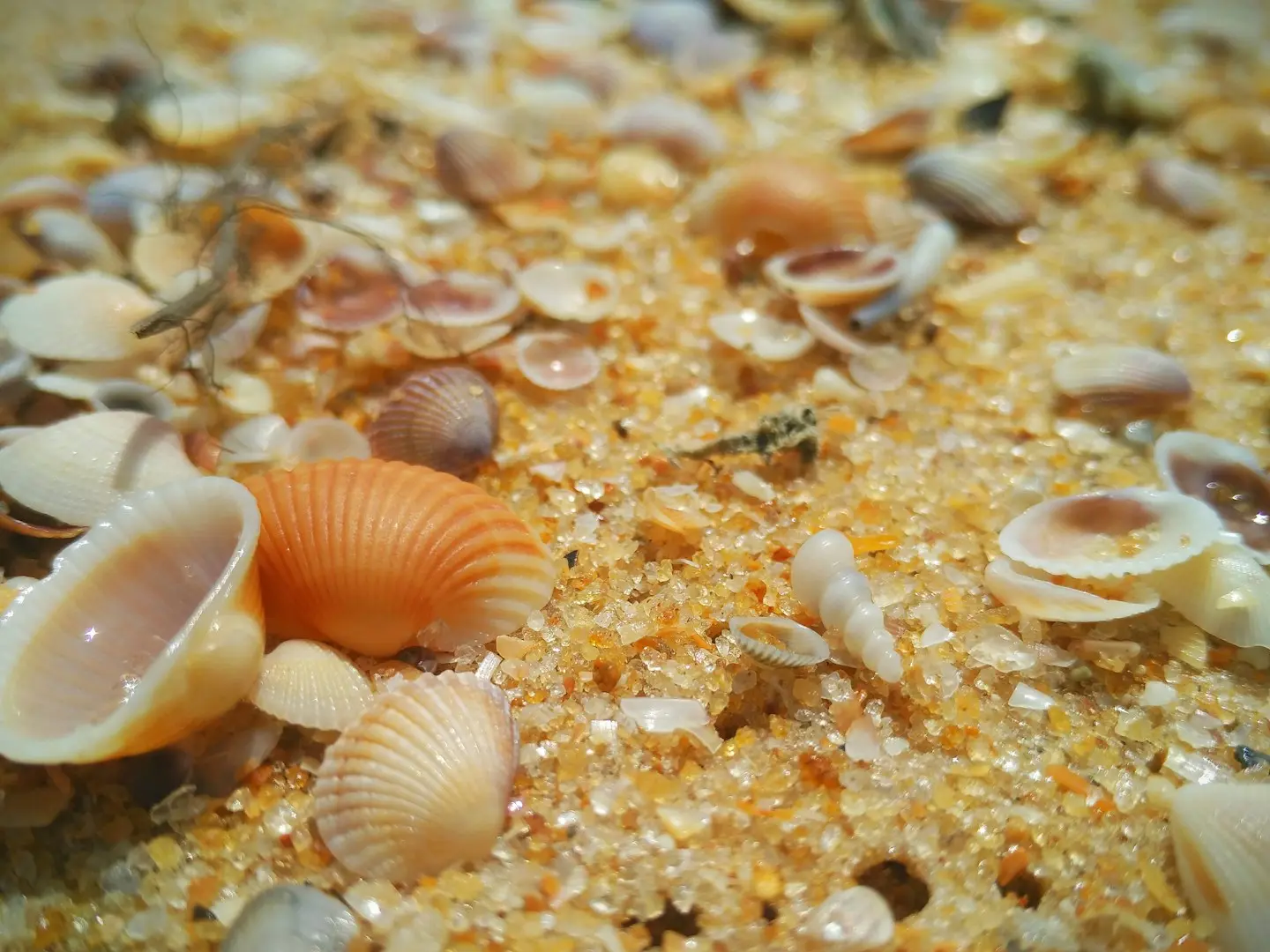 Muscheln am Sandstrand