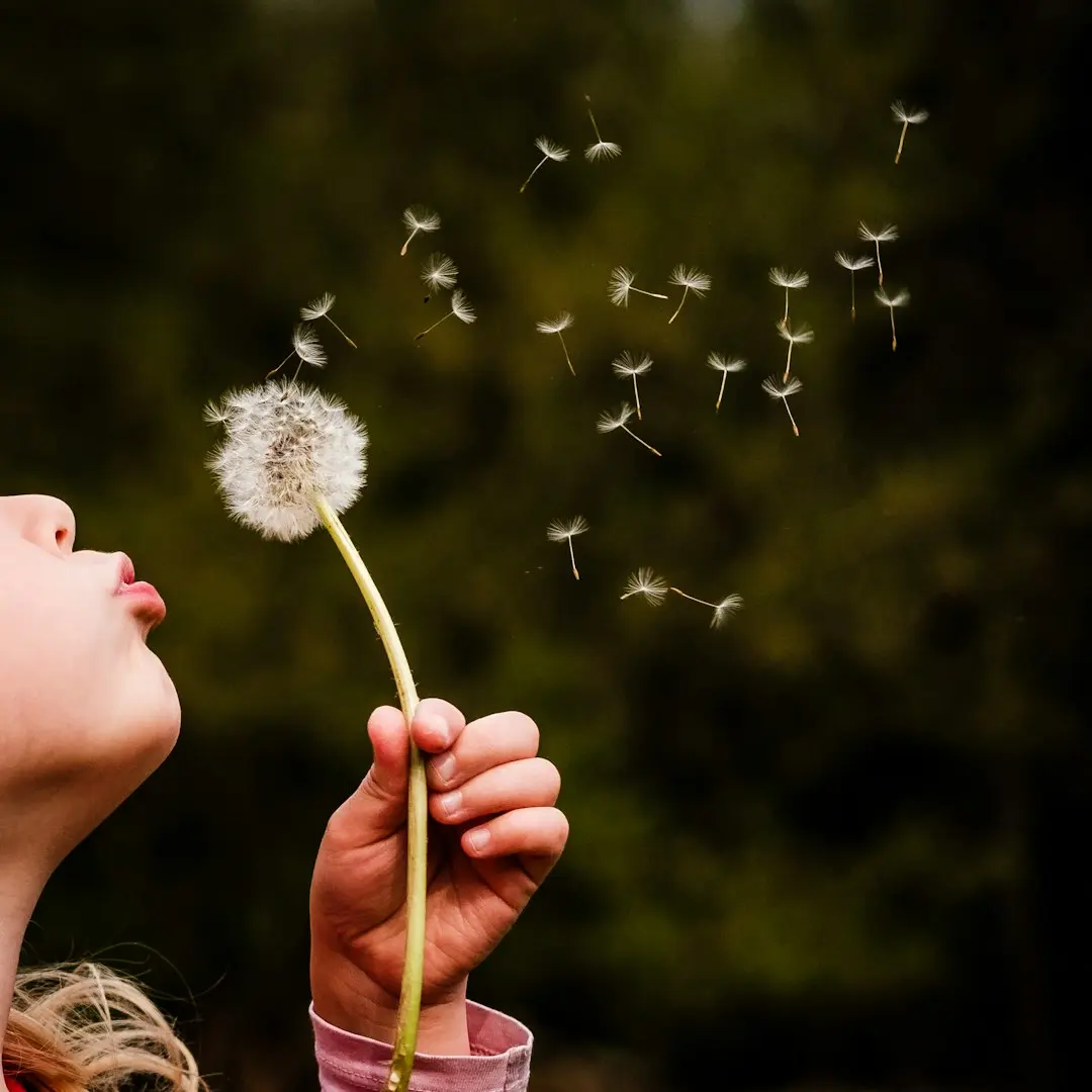 Pusteblume im Wind